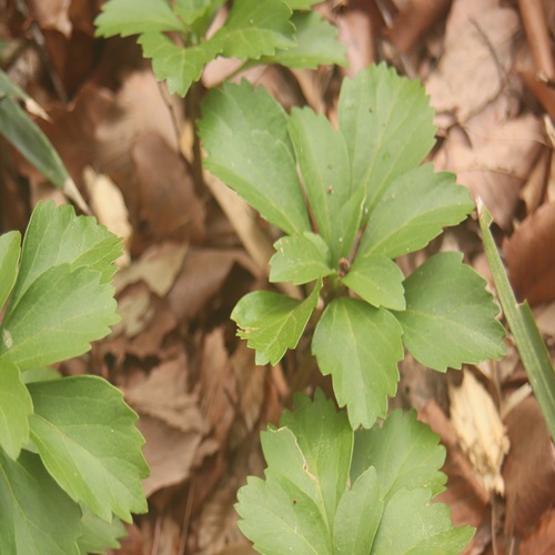 フッキソウの葉