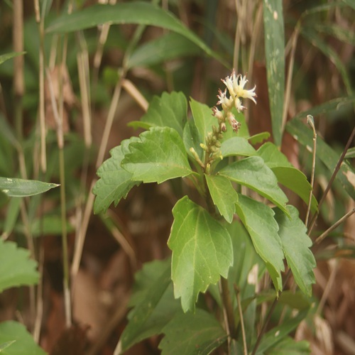 フッキソウの花
