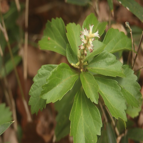 フッキソウの花