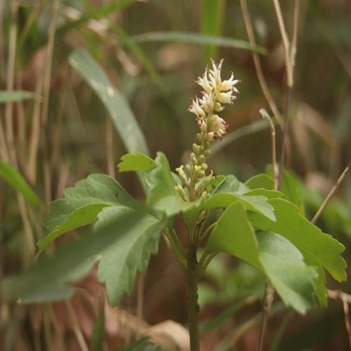 フッキソウの花