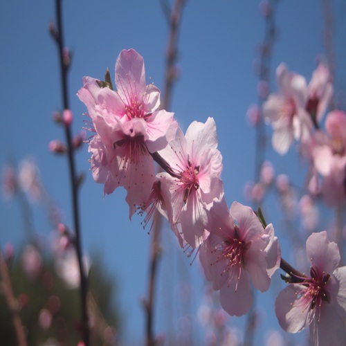アーモンドの花