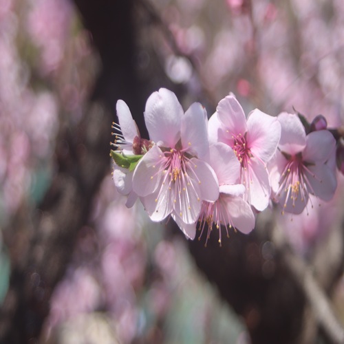 アーモンドの花