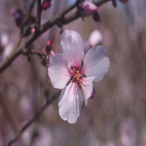 アーモンドの花