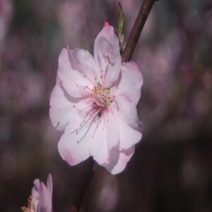 アーモンドの花