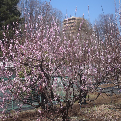 アーモンドの全体像