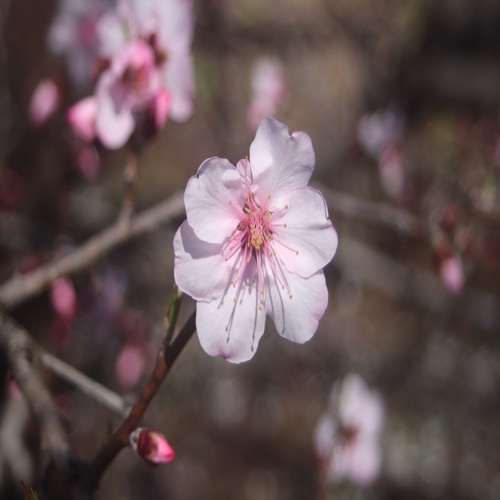 アーモンドの花