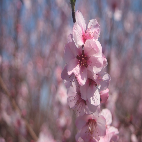 アーモンドの花