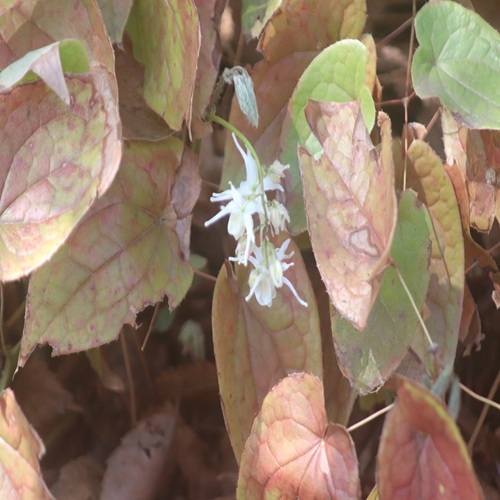トキワイカリソウの花