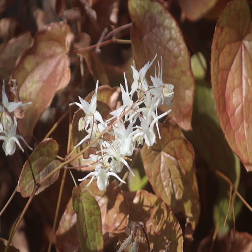 トキワイカリソウの花