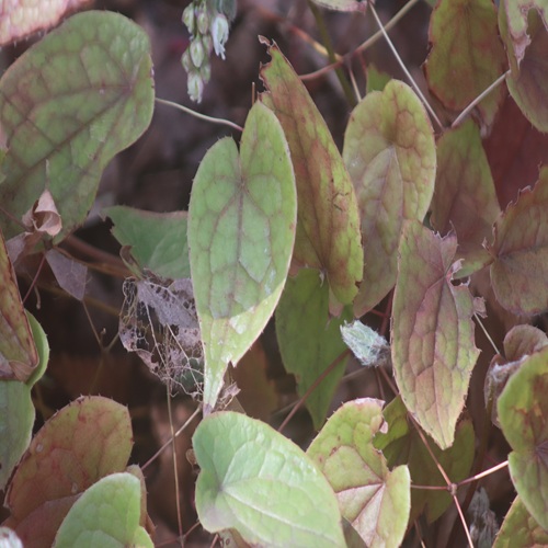 トキワイカリソウの葉
