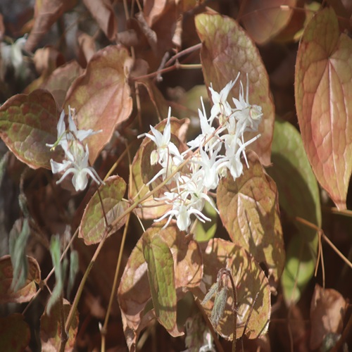 トキワイカリソウの花