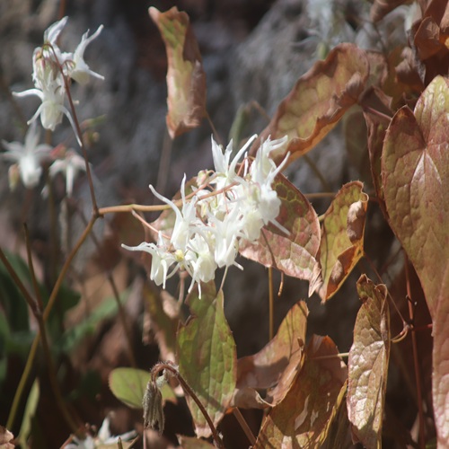 トキワイカリソウの花