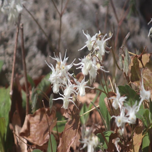 トキワイカリソウの花