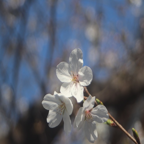 ソメイヨシノの花