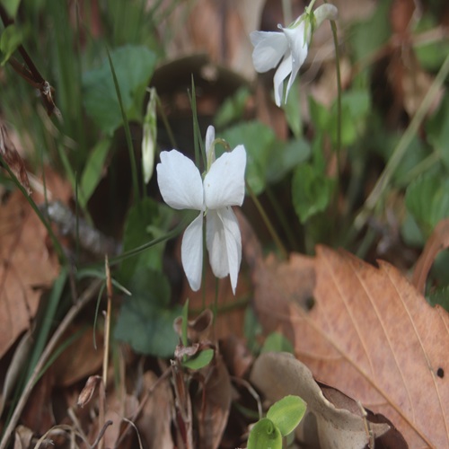 オトメスミレの花