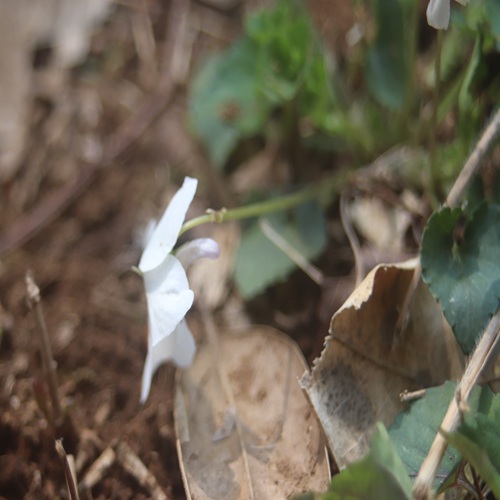 オトメスミレの距