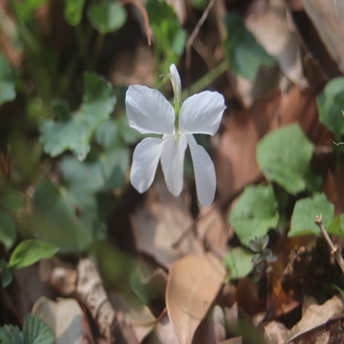オトメスミレの花
