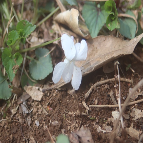 オトメスミレの花