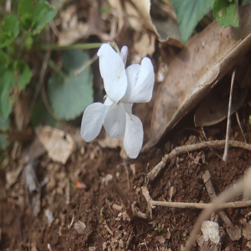 オトメスミレの花