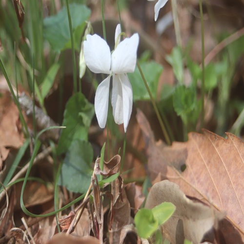 オトメスミレの花