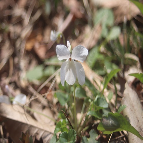 オトメスミレの花