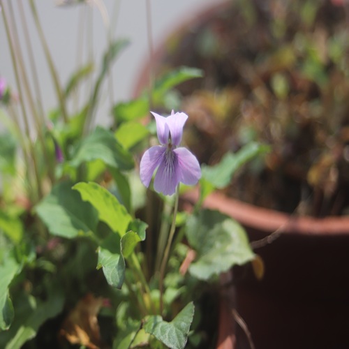 リュウキュウコスミレの花