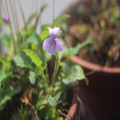 リュウキュウコスミレの花