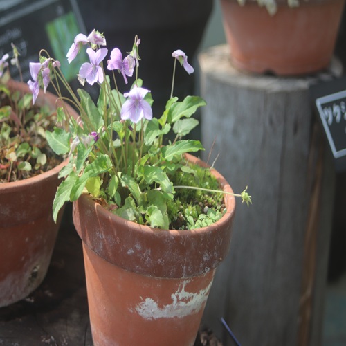 リュウキュウコスミレの全体像