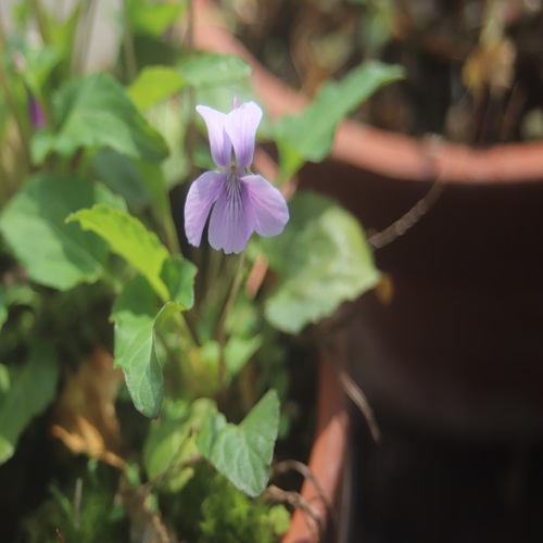 リュウキュウコスミレの花