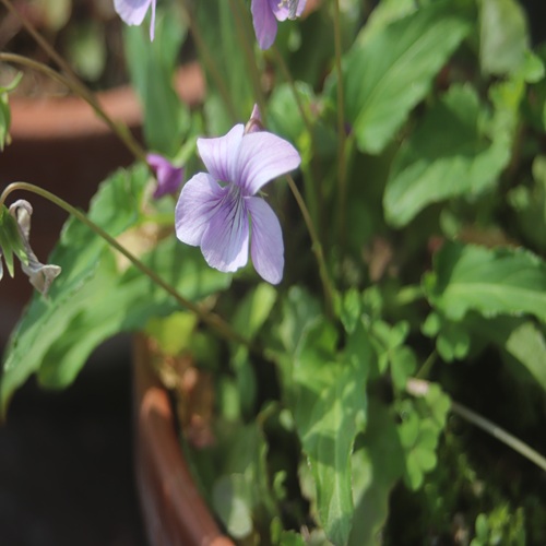 リュウキュウコスミレの花