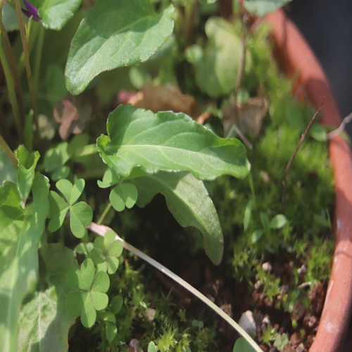 リュウキュウコスミレの葉