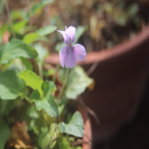 リュウキュウコスミレの花