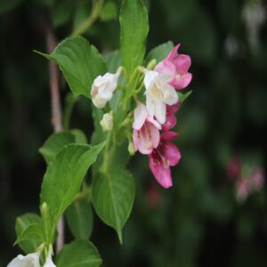 ハコネウツギの花