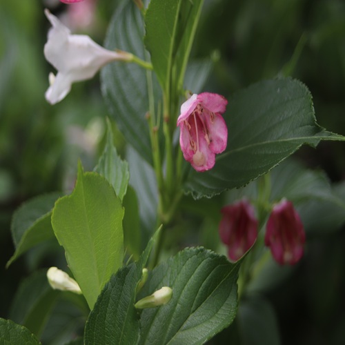 ハコネウツギの花
