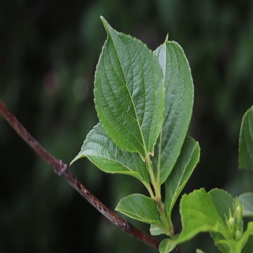 ハコネウツギの葉