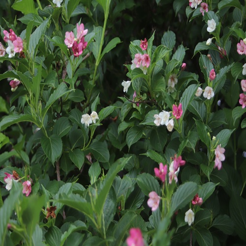 ハコネウツギの全体像