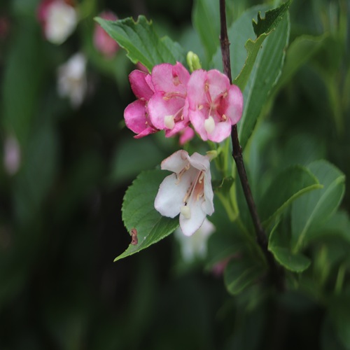 ハコネウツギの花