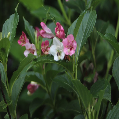 ハコネウツギの花
