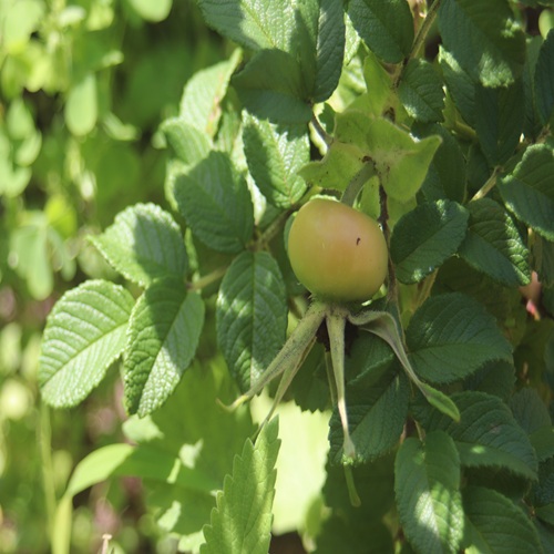 ハマナスの若い果実