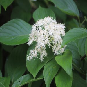 クマノミズキの花