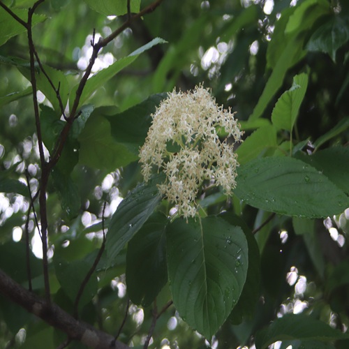 クマノミズキの花