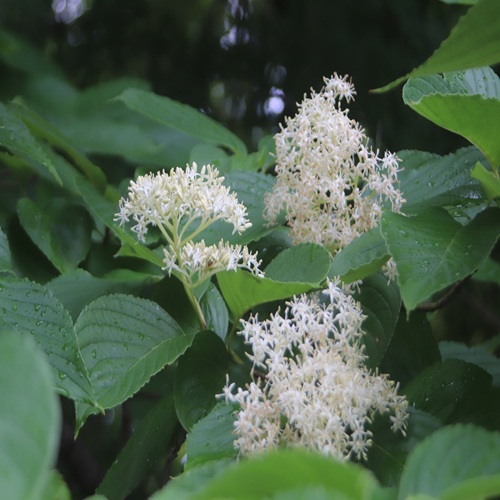 クマノミズキの花