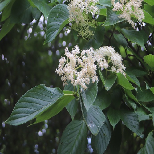 クマノミズキの花