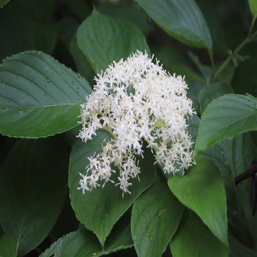 クマノミズキの花