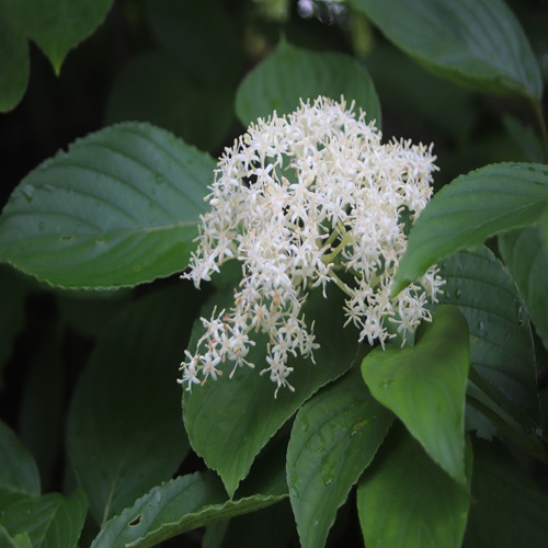 クマノミズキの花