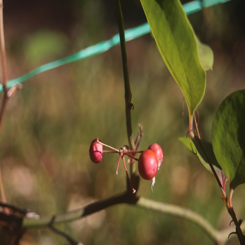 サルトリイバラの実