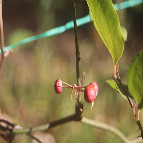 サルトリイバラの実