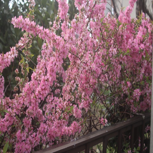 ニワウメの全体像