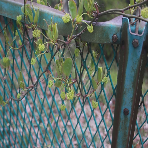 サルトリイバラの全体像