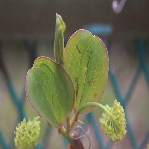 サルトリイバラの葉